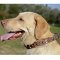 スタッズで装飾された本革製犬の首輪（カラー）