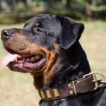 黄銅のプレート付き革の首輪（中・大型犬用）