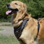 スタッズで装飾された革の胴輪（大型犬用）