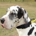 グレート・デーン用ハンドルとバックル付きナイロンの首輪