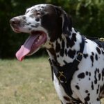 追跡・散歩向けの革のハーネス（中・大型犬）