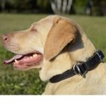 大型犬用二枚の革のチョークカラー