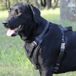 犬訓練、しつけ向けの革のハーネス