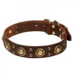 真鍮コンチョ・スタッズ付き革首輪（中・大型犬）40mm