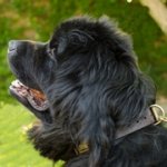 ドット・プレート付き本革製首輪（中・大型犬用）