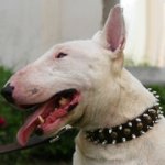 ブルテリア用三連のスパイク・玉スタッズ付き首輪