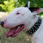 三列のスパイク付き輪(ブルテリア用)