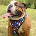 アメリカの旗の絵で装飾されたイングリッシュブルドッグ用デコ・ハーネス