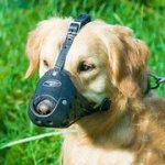 犬の散歩・訓練用　裏地付　革製口輪　