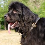 中・大型犬用多目的なレザーハーネス（本革胴輪）