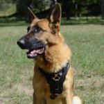 ジャーマン・シェパード・ドッグ用革の犬用ハーネス