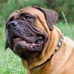 ドット・スタッズ付き革の首輪（中・大型犬用）