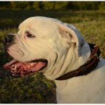 本革製大型犬用デコカラー