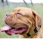 幅広い黄銅プレート付き革の首輪