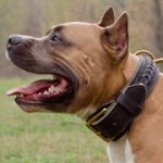 アムスタッフ用2枚革のデコ・カラー