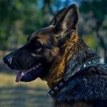 GSD用の手作りデコカラー（シルバー色のスタッズ付き）