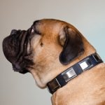 ニッケルのプレート付き中・大型犬用革製デコカラー