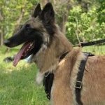 中～犬型犬用レザーハーネス