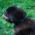 中・大型犬用 革製首輪 (マスチフ用)