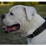 装飾された革製中・大・超大型犬用首輪