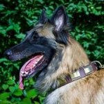 黄銅プレートの装飾付　革首輪