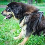 ピラミッドスタッズ付きの本革製のハーネス（胴輪）