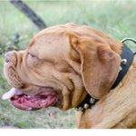 コニカルスタッズで装飾されたナイロンの首輪