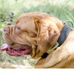 迷子札付きナイロンの首輪（中～超大型犬）