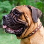 黄銅性ゴールデン色のスタッズ付きレザーカラー