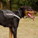 ドーベルマン用反射スタラップ付きナイロン製ハーネス　