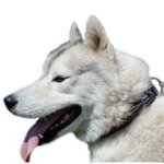 中・大型犬の散歩用手作り本革首輪