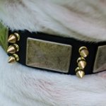 ゴールデンスパイク・真鍮プレート付きブルテリア用首輪