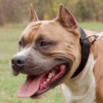 ワン・タッチバックル付き犬用首輪