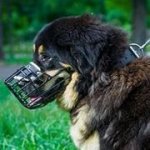 耐寒のゴム引きワイヤー製口輪（大型犬用）