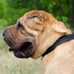 シャー・ペイ用フェルトのパッド付き革の首輪