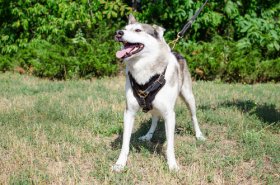 大型犬用本革製胴輪　丈夫