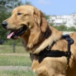 ゴールデンレトリーバー用多目的な革のハーネス