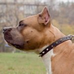 １連のスパイク付き中・大型犬用首輪