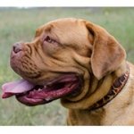 「炎」の模様で装飾された犬用本革首輪