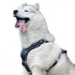 犬の散歩用レザーハーネス（胴輪）