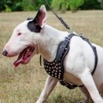 ピラミッドスタッズ付き革のブルテリア用ハーネス