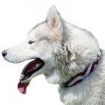 ”アメリカン・プライド”革製デコカラー（中型・大型犬用）