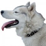 3連コニカル・スタッズ付き本革首輪