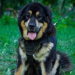 中～大型犬用のナイロンのハーネス（胴輪）