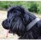 中・大・超大型犬用フェルトのパディング付き革の首輪