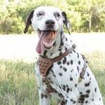 小型～中型犬用玉スタッズ付き革のハーネス　