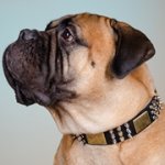 プレート・スタッズ・スパイク付き革のデコ・カラー