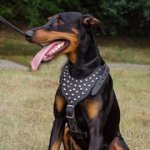 ドーベルマン用ピラミッドスタッズ付き革のハーネス