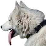 スパイク＆プレート付き革製犬用首輪