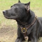 ピットブル用手作りの革製ハーネス